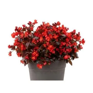 Compra BEGONIA VIKING XL GREEN COLOR RED (144 Plantas). en la tienda online Fito Agrícola