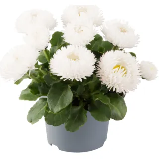 Compra BELLIS BAM BAM WHITE BLUSH Pildorada F1 (1.000 Semillas) en la tienda online Fito Agrícola