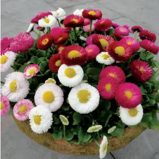 Compra BELLIS BELLADAISY MIX Pildorados (1.000 Semillas) en la tienda online Fito Agrícola
