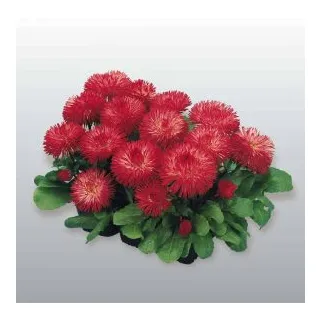 Compra BELLIS HABANERA RED Pildorada F1 (1.000 Semillas) en la tienda online Fito Agrícola
