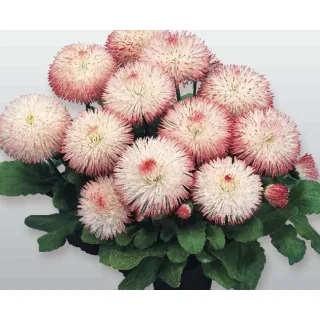 Compra BELLIS HABANERA ROSE Pildorada F1 (1.000 Semillas) en la tienda online Fito Agrícola