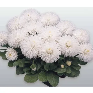 Compra BELLIS HABANERA WHITE Pildorada F1 (1.000 Semillas) en la tienda online Fito Agrícola