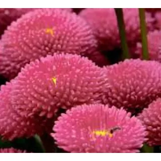 Compra BELLIS PLANET STRAWBERRY AND CREAM Pildorada F1 (1.000 Semillas) en la tienda online Fito Agrícola