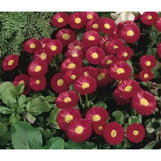 Compra BELLIS SPEEDSTAR PLUS CARMINE Pildorada F1 (1.000 Semillas) en la tienda online Fito Agrícola