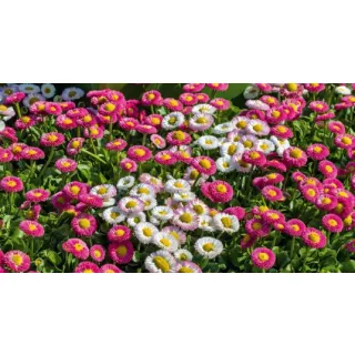 Compra BELLIS SPEEDSTAR PLUS MIX Pildorada F1 (1.000 Semillas) en la tienda online Fito Agrícola