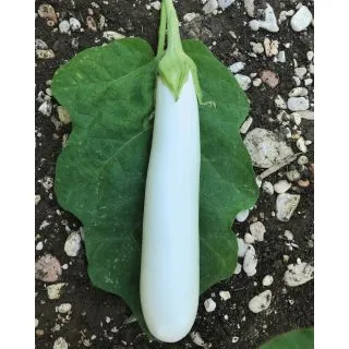 Compra BERENJENA BIANCHINA F1 (1.000 Semillas) en la tienda online Fito Agrícola