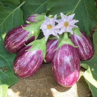 Compra BERENJENA UG 7211 F1 (1.000 Semillas) en la tienda online Fito Agrícola