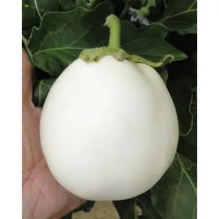 Compra BERENJENA BIANCANEVE F1 (1.000 Semillas) en la tienda online Fito Agrícola