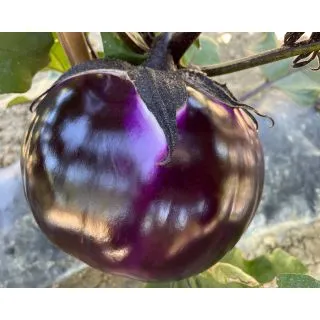 Compra BERENJENA FORMOSA F1 (1.000 Semillas) en la tienda online Fito Agrícola