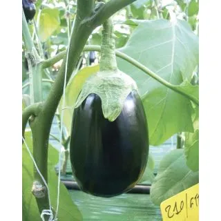 Compra BERENJENA GIOTTO F1 Pildorada (5.000 Semillas) en la tienda online Fito Agrícola