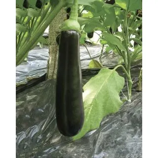 Compra BERENJENA IDEAL F1 Pildorada (5.000 Semillas) en la tienda online Fito Agrícola