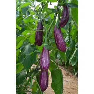 Compra BERENJENA JASPE F1 (500 Semillas) en la tienda online Fito Agrícola