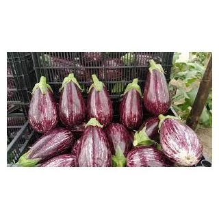 Compra BERENJENA MARILOLA F1 (500 Semillas). en la tienda online Fito Agrícola