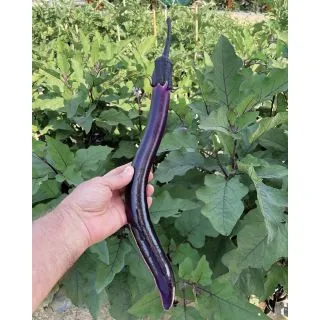 Compra BERENJENA MINERVA F1 (1.000 Semillas) en la tienda online Fito Agrícola