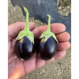 Compra BERENJENA MINNY F1 (1.000 Semillas) en la tienda online Fito Agrícola