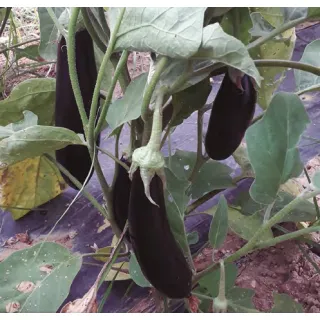 Compra BERENJENA MIRANDA F1 (1.000 Semillas) en la tienda online Fito Agrícola