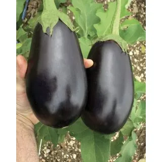 Compra BERENJENA NERELLA F1 (1.000 Semillas) en la tienda online Fito Agrícola