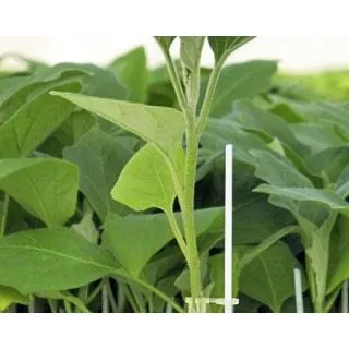 Compra BERENJENA STT3 F1 (1.000 Semillas). en la tienda online Fito Agrícola