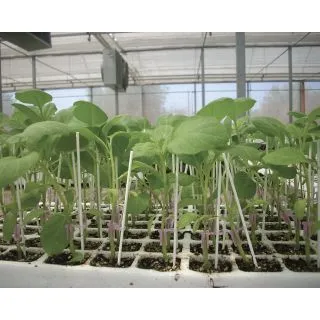 Compra BERENJENA VIGORY F1 (10.000 Semillas). en la tienda online Fito Agrícola