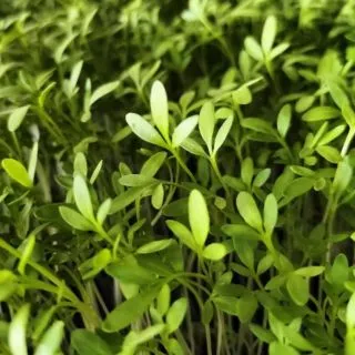 Compra BERRO DE JARDÍN MICROGREENS (5 Kgr.). en la tienda online Fito Agrícola