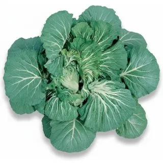 Compra BERZA GALLEGA MS6 en la tienda online Fito Agrícola