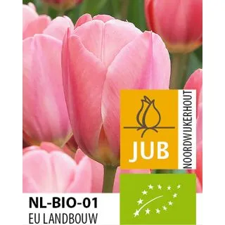 Compra TULIPÁN DESIGN IMPRESSION BIO (100 Unid.) en la tienda online Fito Agrícola