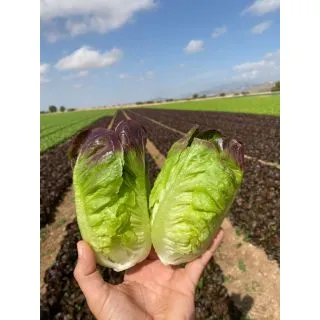 Compra LECHUGA BRAZATO Pildorada (5.000 Semillas) en la tienda online Fito Agrícola