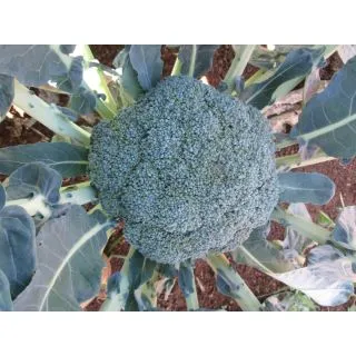 Compra BRÓCOLI ARES F1 (2.500 Semillas) en la tienda online Fito Agrícola