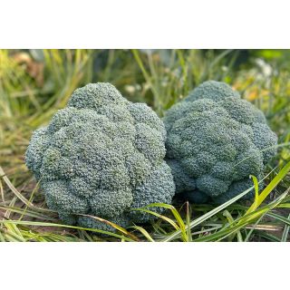 Compra BRÓCOLI ANDERSIA (10.000 Semillas) en la tienda online Fito Agrícola