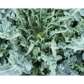 Compra BRÓCOLI BRONZINO DI ALBENGA (2.500 Semillas) en la tienda online Fito Agrícola