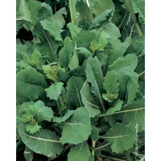 Compra BRÓCOLI DA GETTI E FOGLIE (100 gr.). en la tienda online Fito Agrícola