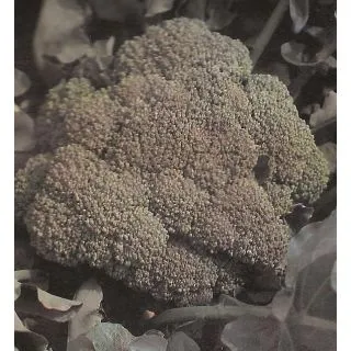 Compra BRÓCOLI MERIT F1 (2.500 Semillas) en la tienda online Fito Agrícola
