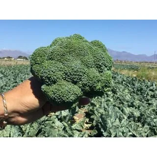 Compra BRÓCOLI NAXOS F-1 (10.000 Semillas) en la tienda online Fito Agrícola