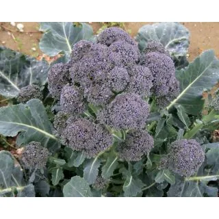 Compra BRÓCOLI MORADO RED ARROW F1 (2.500 Semillas) en la tienda online Fito Agrícola