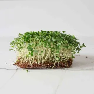 Compra BRÓCOLI CALABRESE MICROGREENS ECOLÓGICO (5 Kgr.) en la tienda online Fito Agrícola