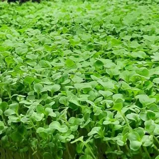 Compra BRÓCOLI SPIEGARIELLO MICROGREENS (5 Kgr.) en la tienda online Fito Agrícola