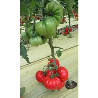 Compra TOMATE BRUMANDE F1 (1.000 Semillas) en la tienda online Fito Agrícola