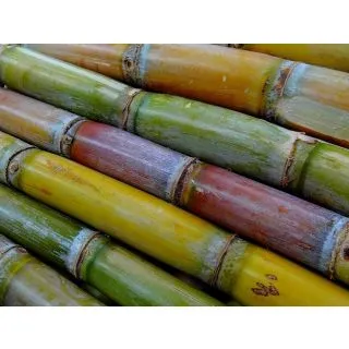 Compra CAÑA DE AZÚCAR JAZMÍN en la tienda online Fito Agrícola