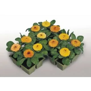 Compra CALÉNDULA FIESTA GITANA MIX (100 gr.). en la tienda online Fito Agrícola