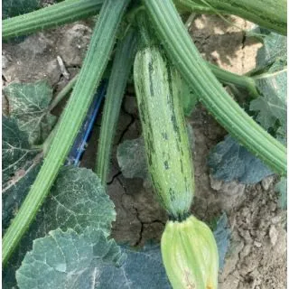 Compra CALABACÍN GREYZINI F1 (2.500 Semillas) en la tienda online Fito Agrícola