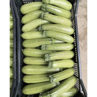 Compra CALABACÍN KOLIBRI F1 (1.000 Semillas). en la tienda online Fito Agrícola