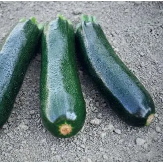 Compra CALABACÍN RABACCA F1 (2.500 Semillas) en la tienda online Fito Agrícola