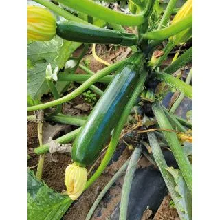 Compra CALABACIN PICASSO F1 (1.000 Semillas) en la tienda online Fito Agrícola