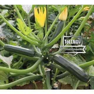 Compra CALABACÍN BERLANGA F1 (1.000 Semillas). en la tienda online Fito Agrícola