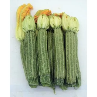 Compra CALABACÍN CESARE F1 Calibrado y Peliculado (1.000 Semillas). en la tienda online Fito Agrícola