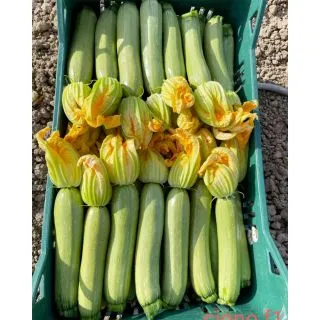 Compra CALABACÍN CIGNO F1 (1.000 Semillas). en la tienda online Fito Agrícola