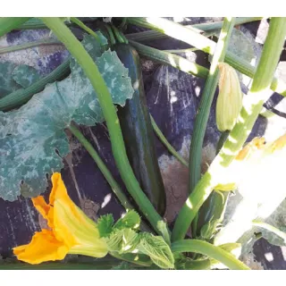 Compra CALABACÍN DARK SHADOW F1 (1.000 Semillas) en la tienda online Fito Agrícola