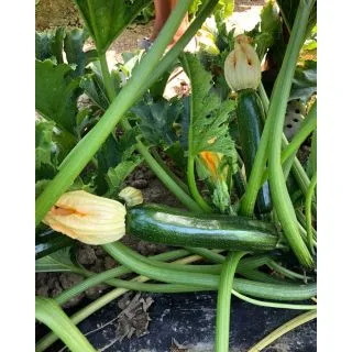 Compra CALABACÍN DIETARY F1 (2.500 Semillas). en la tienda online Fito Agrícola