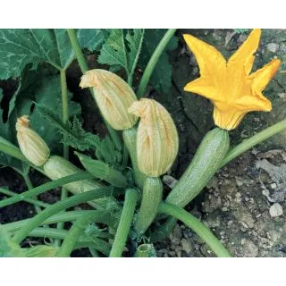 Compra CALABACÍN GREYNESS F1 (2.500 Semillas). en la tienda online Fito Agrícola