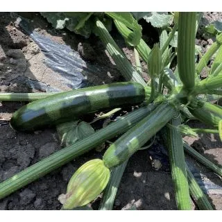 Compra CALABACÍN GUFO F1 (2.500 Semillas). en la tienda online Fito Agrícola